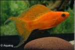 POECILLIA SPHENOPS RED LYRA-  MOLLY ROOD SLUIER