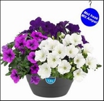 HANGPOT XL MIX MEER SOORTEN PER POT