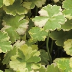 GROTE MAND HYDROCOTYLE SIB VARIEGATA