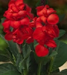 GROTE MAND CANNA RED AANBIEDING VAN 13,49