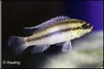 PELVICACHROMIS TAENIATUS NIGERIA GREEN