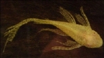 ANCISTRUS LONGFIN WHITE/GOLD