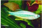 DANIO AEQUIPINNATUS / MALABARICUS