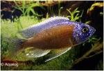 COPADICHROMIS BORLEYI RED KADANGO RED FIN