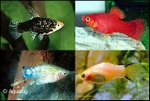 XIPHOPHORUS MACULATUS - PLATY MIX