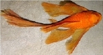 ANCISTRUS SP. SUPER RED LONG VIN