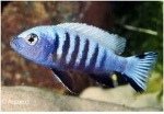 CYNOTILAPIA AFRA COBUE