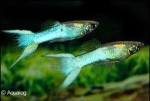 POECILLIA RET. ENDLER GUP JAPAN BLEU