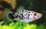 XIPHOPHORUS MACULATUS - PLATY DALMATIER