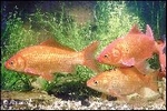 GOUDVIS XXL