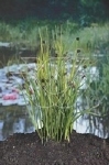 GROTE MAND JUNCUS ENCIFOLIUS