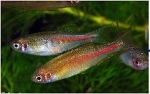 DANIO CHOPRAE GLOWLIGHT DANIO - BIRMA DANIO ROOD