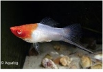 XIPHOPHORUS HELLERI KOHAKU / TRICOLOR - ZWAARDDRAGER ROOD WIT