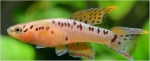 APHYOSEMION BIVITTATUM FUNGE