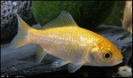 GELE GOUDVIS M