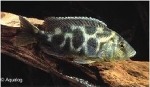 NIMBOCHROMIS VENUSTUS / HAPLOCHROMIS