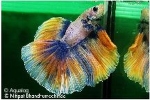 BETTA HALFMOON  SHOWGRADE  - KEMPVIS