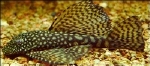 ANCISTRUS SPEC LONGVIN
