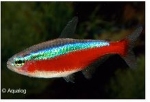PARACHEIDON AXELRODI - KARDINAAL TETRA JUMBO
