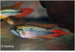 APISTOGRAMMA  AGASSIZII DOUBLE RED   SMALL