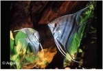 PTEROPHYLLUM PLATINA PANDA / RED DEVIL  - MAANVIS