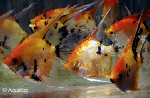PTEROPHYLLUM KOI FULL ORANGE / RED DEVIL / BULGARIAN LILAC  - MAANVIS
