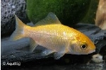 GELE GOUDVIS L