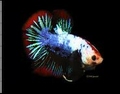 BETTA PLAKAT FANCY  XL - KEMPVIS  DIV KLEUREN