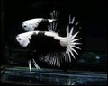 BETTA HALFMOON PK  (BLACK) SAMURAI  - KEMPVIS