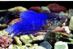 BETTA FEMALE - KEMPVIS VROUW