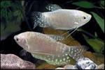 TRICHOGASTER TRIGOPTERUS OPAL - GOERAMIE