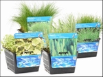 MIX MAND  ZUURSTOFPLANTEN IN MAND 18x18   AANBIEDING