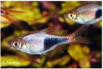 TRIGONOSTIGMA HETEROMORPHA - KEGELVLEK