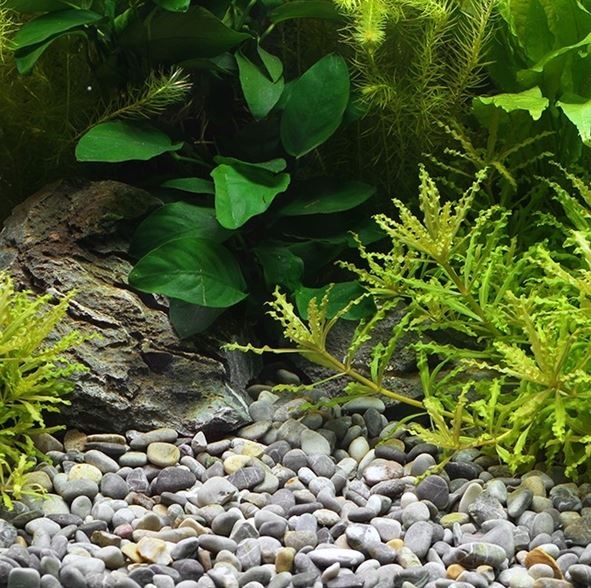 DENNERLE NATURAL GRAVEL OKAVANGO 8-12MM 2,5KG