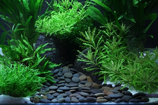 DENNERLE NATUURGRIND PLANTAHUNTER RIO XINGO 2-22MM 5KG