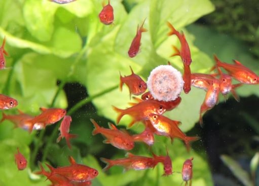 JBL PRONOVO TAB M 250ML