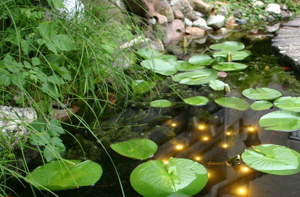 VELDA WELKIN POND LIGHT