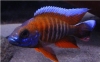 AULONOCARA JACOBFREIBERGI  SUPER RED
