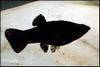 POECILIA LATIPINNA BLACK - BLACK MOLLY