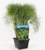 GROTE MAND CYPERUS PERCAMENTHUS AANBIEDING VAN 13,49