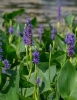 GROTE MAND PONTEDERIA AANBIEDING VAN 13,49