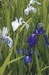 IRIS LAEVIGATA