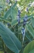 THALIA DEALBATA P11