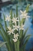 SCHIZOSTYLIS COCCINEA ALBA