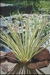 ACORUS GRAMINEUS OGON