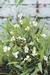 BALDELLIA RANUNCULOIDES