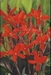 CANNA ROOD