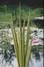 ACORUS CALAMUS VARIEGATA