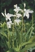 BLETILLA STRIATA ALBA