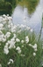 ERIOPHORUM ANGUSTIFOLIUM